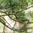 Mésange huppée dans la Drôme